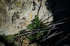 Centranthus calcitrapae