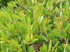 Simosyrphus grandicornis