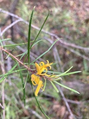 Persoonia linearis