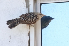 Campylorhynchus nuchalis