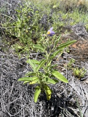 Solanum esuriale