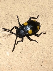 Eumorphus quadriguttatus