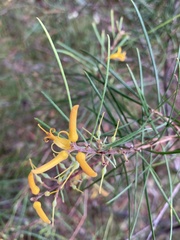 Persoonia linearis