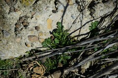 Centranthus calcitrapae