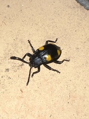 Eumorphus quadriguttatus