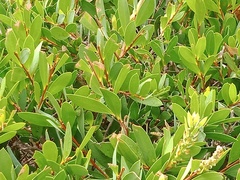 Simosyrphus grandicornis