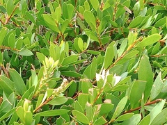 Simosyrphus grandicornis