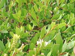 Simosyrphus grandicornis