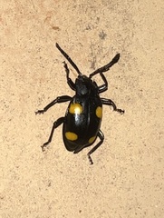 Eumorphus quadriguttatus