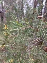 Persoonia linearis