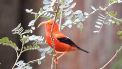 Drepanis coccinea