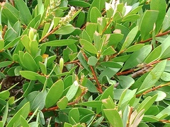 Simosyrphus grandicornis