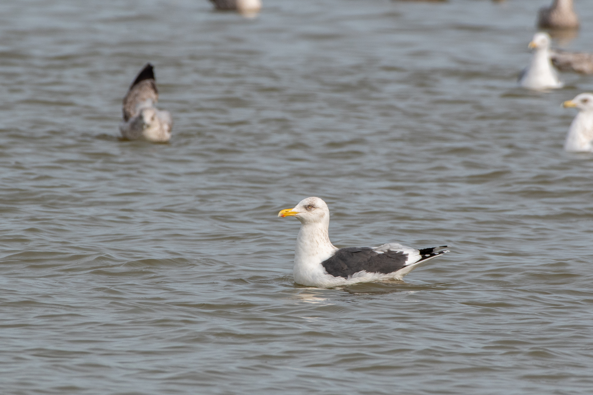Slaty-backed Gull