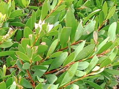 Simosyrphus grandicornis