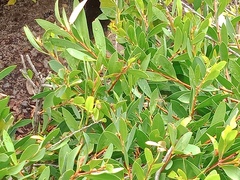 Simosyrphus grandicornis