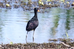 Jacana jacana