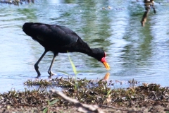 Jacana jacana
