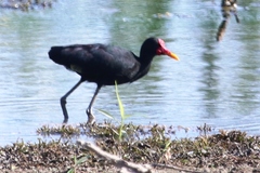 Jacana jacana