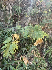 Philodendron warszewiczii