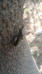Hemiptera