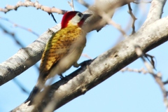 Colaptes punctigula