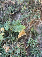 Philodendron warszewiczii