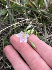 Claytonia virginica
