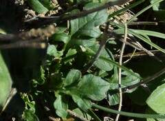 Centranthus calcitrapae