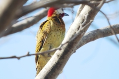 Colaptes punctigula