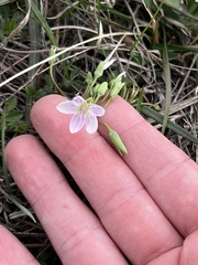 Claytonia virginica