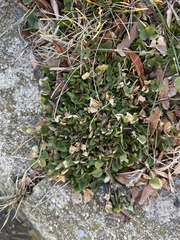 Medicago lupulina
