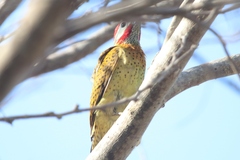 Colaptes punctigula
