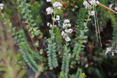 Valeriana microphylla