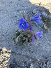 Phacelia campanularia