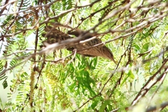 Campylorhynchus nuchalis