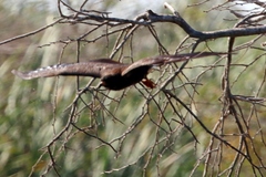 Rostrhamus sociabilis