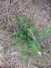 Phyllanthus polygonoides