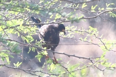 Rostrhamus sociabilis