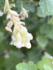 Ribes indecorum