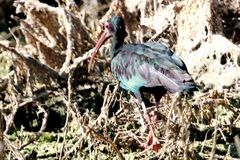 Phimosus infuscatus