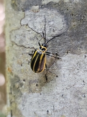 Isotes spilothorax