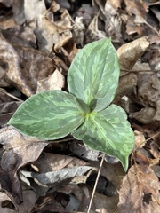 Trillium sessile