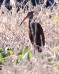Aramus guarauna
