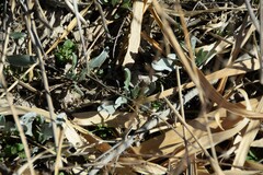 Cynoglossum cheirifolium