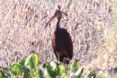 Aramus guarauna