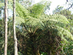 Sphaeropteris lepifera