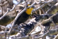 Chrysomus icterocephalus