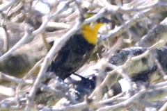 Chrysomus icterocephalus