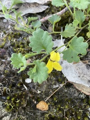 Goodenia rotundifolia