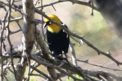 Chrysomus icterocephalus